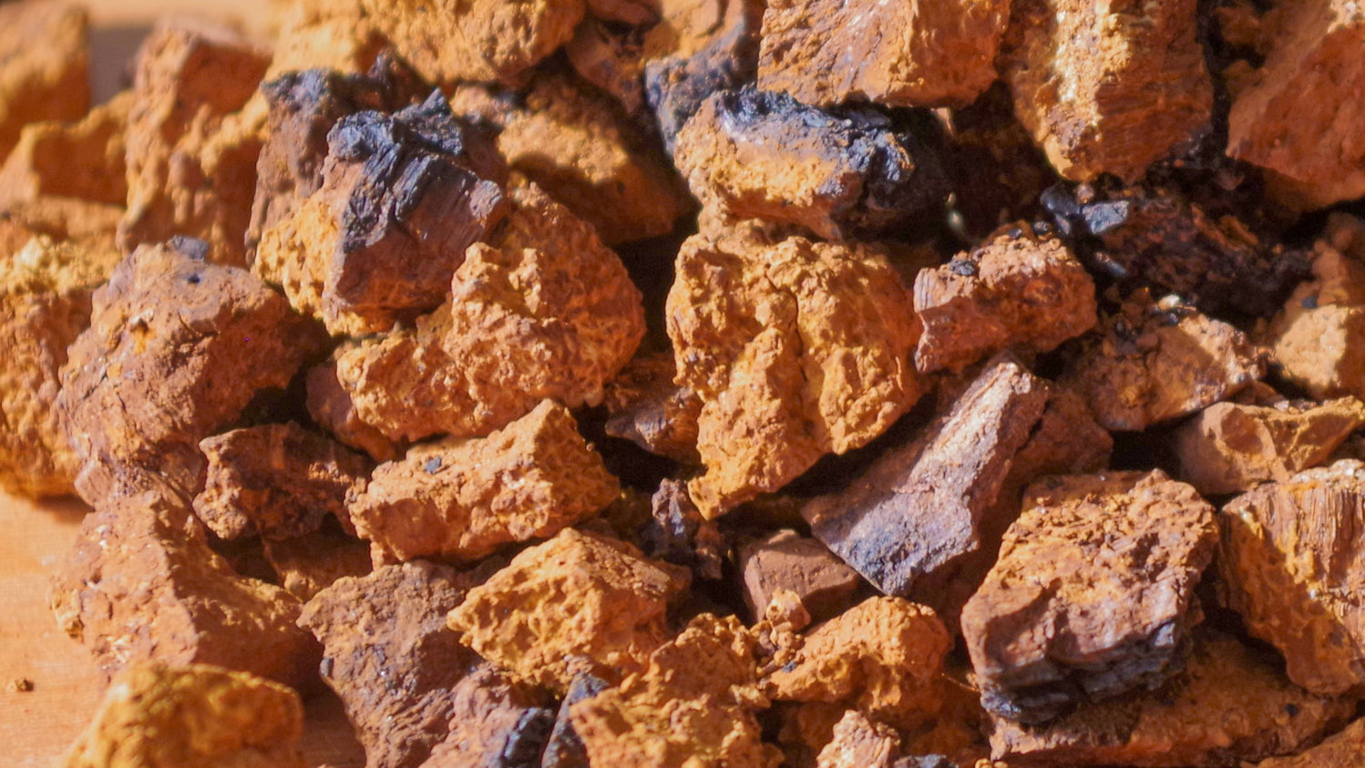 Chaga