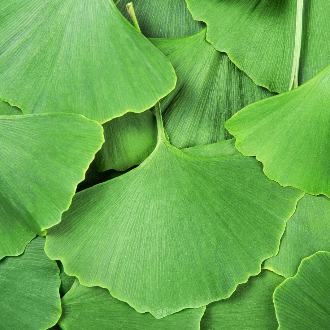 Skladnik suplementu diety - Gingko_biloba