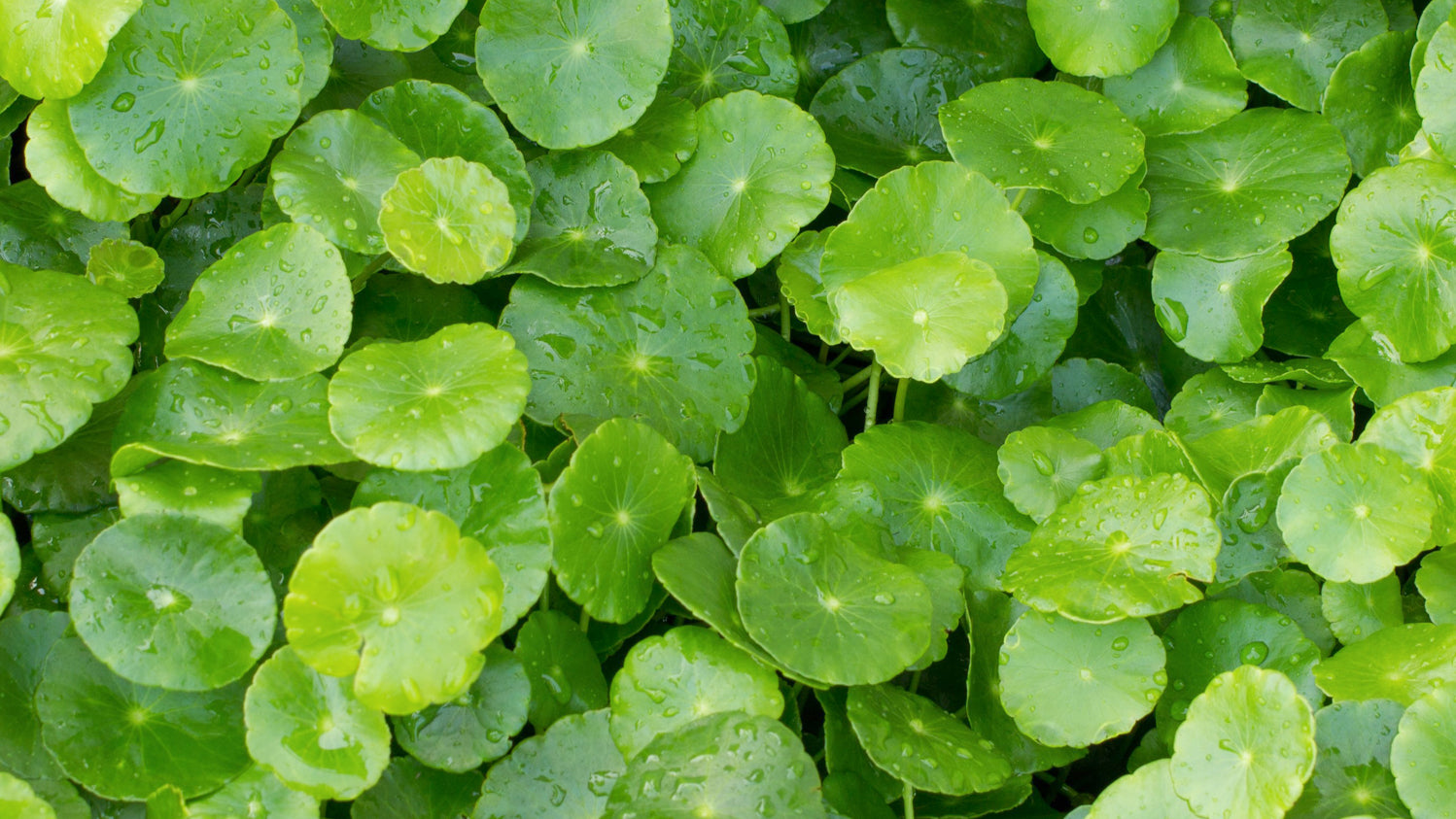 Gotu-kola