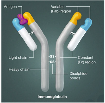 Immunoglobulin