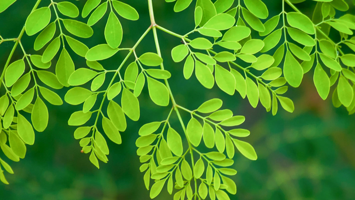 Moringa
