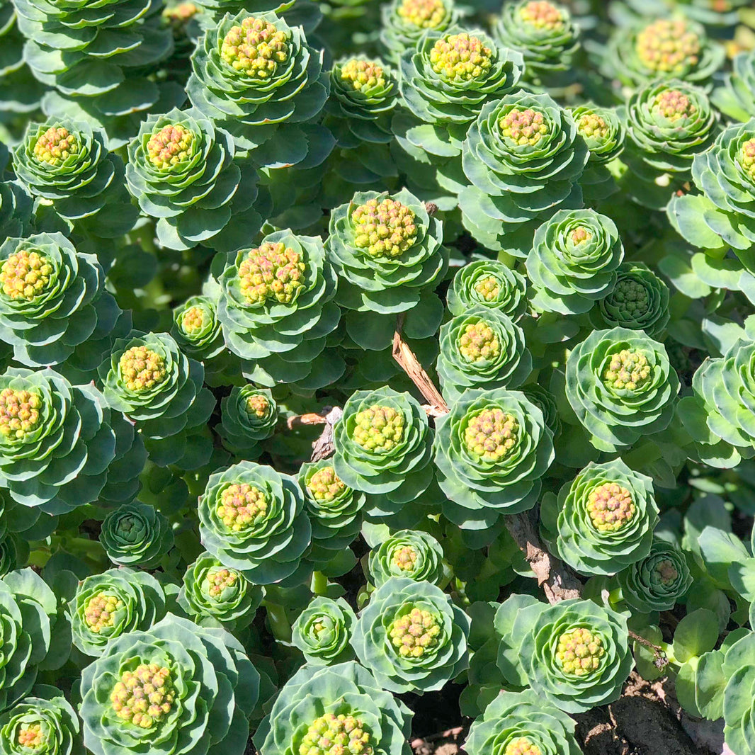 Skladnik suplementu diety - Rhodiola_rosea