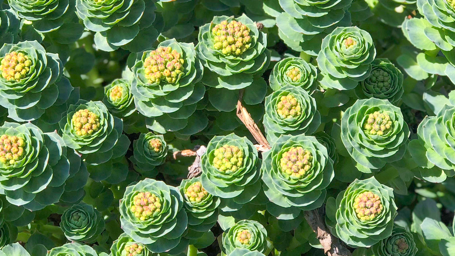 Rhodiola_rosea