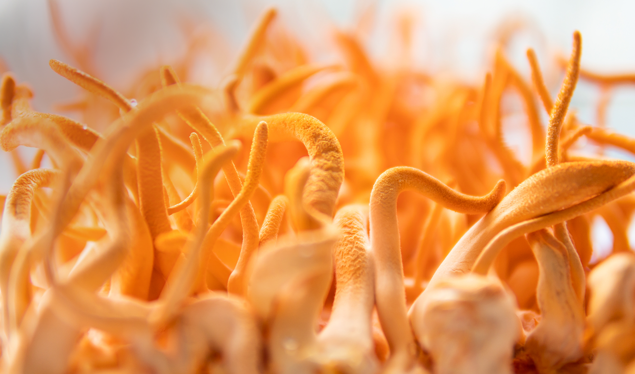 BICAPS cordyceps - jest dla Ciebie jesli