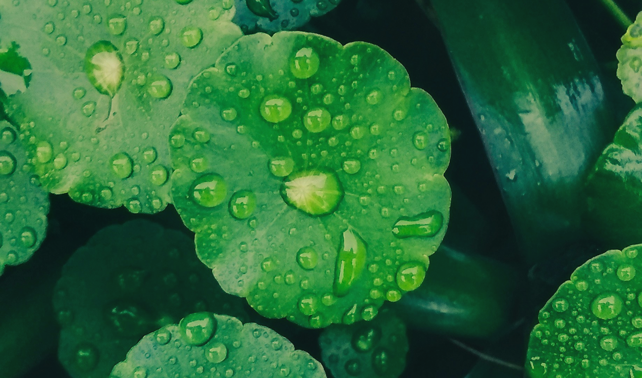 BICAPS gotu kola+ - jest dla Ciebie jesli