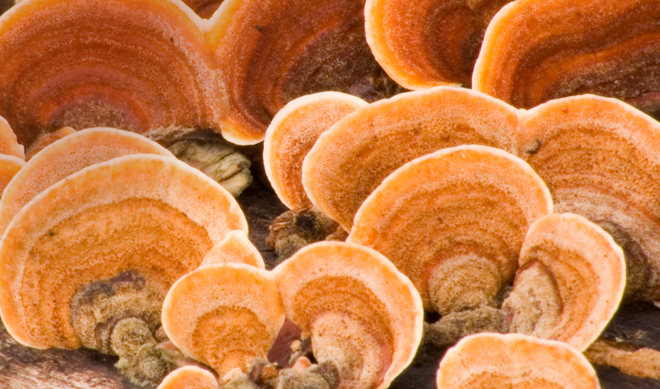 BICAPS reishi - jest dla Ciebie jesli