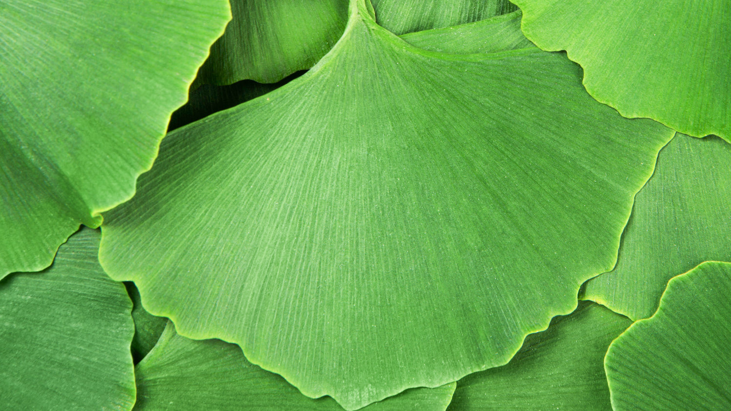 Gingko_biloba