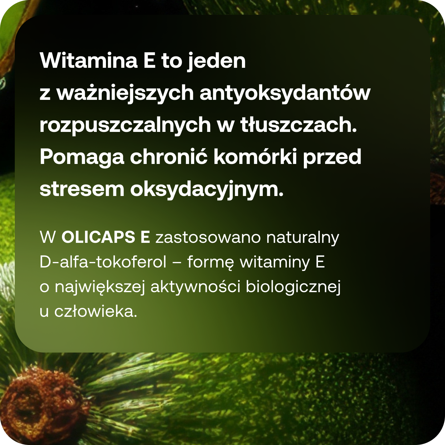 OLICAPS E
