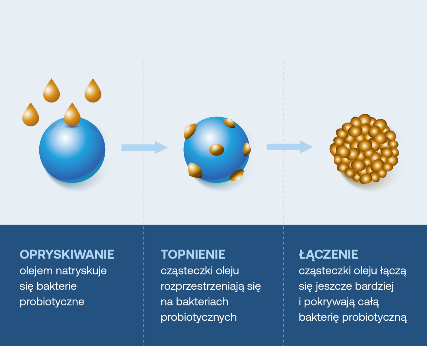 bakterie probiotyczne