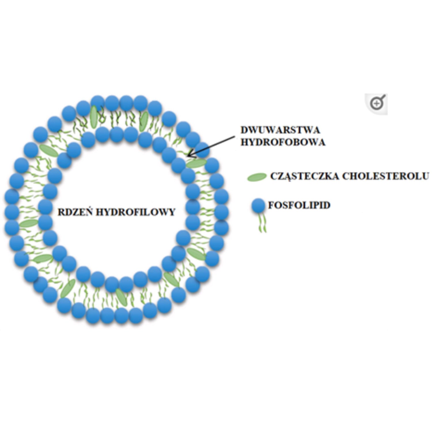 budowa fosfolipidu