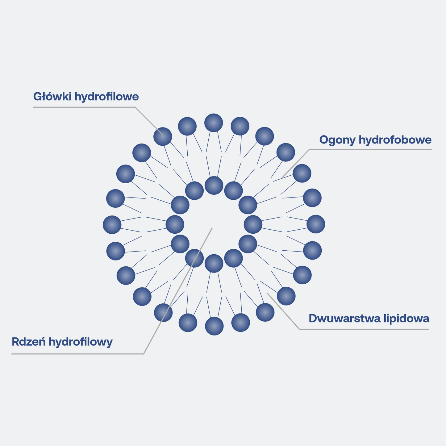 LIPOCAPS glutation